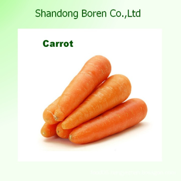 2015 Fresh Carrot with Reaonable Price